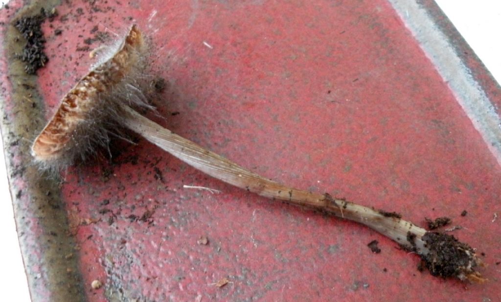 Funghi irsuti....